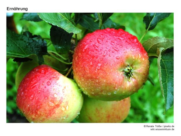 Bildkarte Apfel