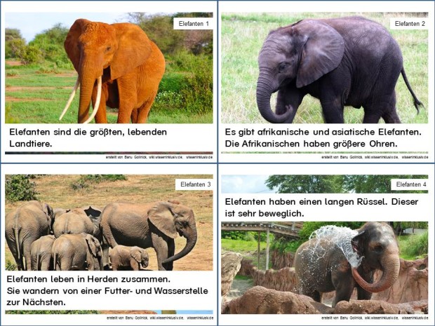 Elefant Infokarten 1 bis 4