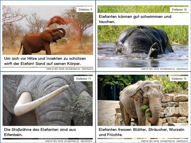 Elefant Infokarten 9 bis 12