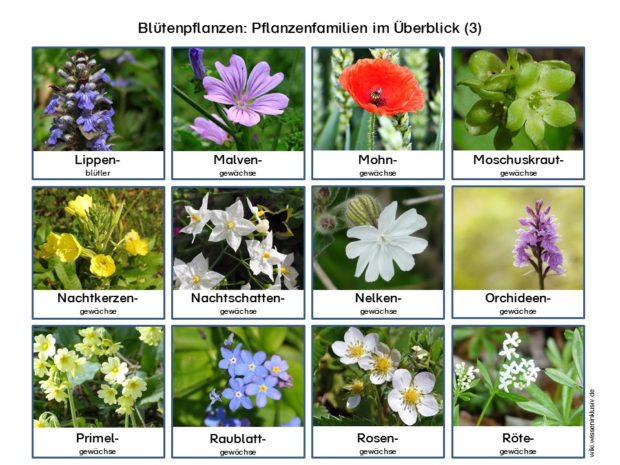 49+ Fruehblueher liste mit bildern , Pflanzenfamilien Blütenpflanzen zum Ausdrucken • Materialien