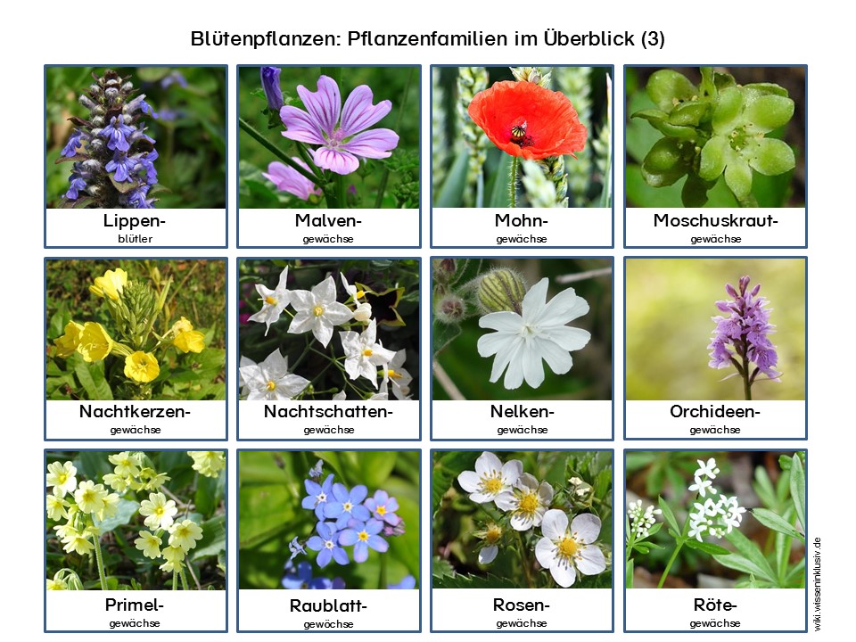 45+ Wiesenblumen namen und bilder , Pflanzenfamilien Blütenpflanzen zum Ausdrucken • Materialien
