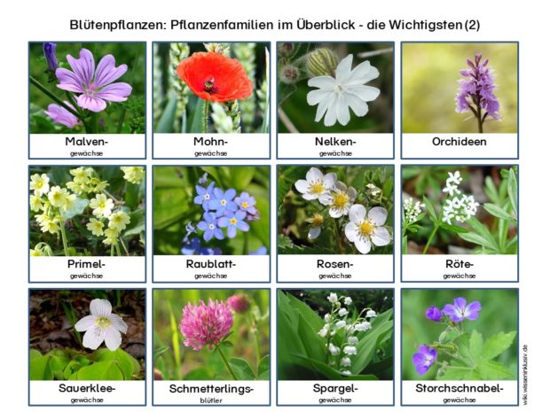 pflanzenfamilien-bluetenpflanzen-im-ueberblick-wichtigsten-2