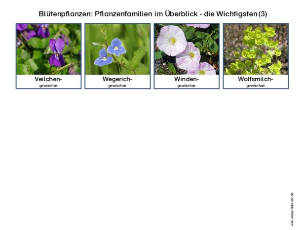 pflanzenfamilien-bluetenpflanzen-im-ueberblick-wichtigsten-3