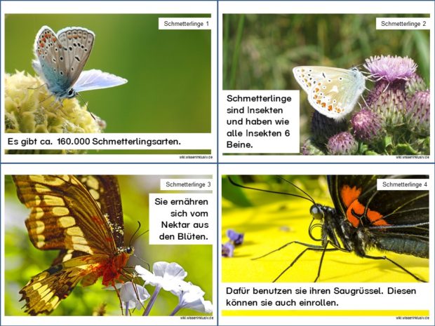 Wissenskarten zu Schmetterlingen, Karteikarten 1 bis 4