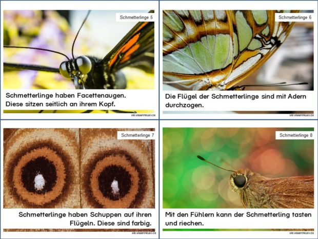 Wissenskarten zu Schmetterlingen, Karteikarten 5 bis 8