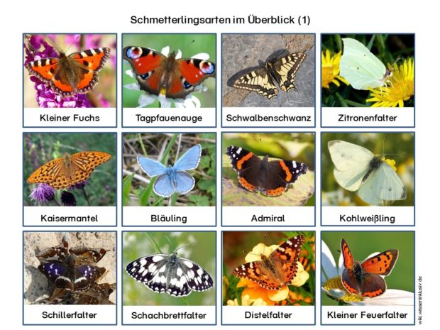 Schmetterlingsarten Überblick