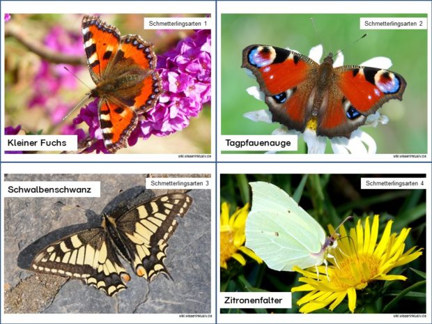 Schmetterlingsartenkartei Beispiel Karteikarten