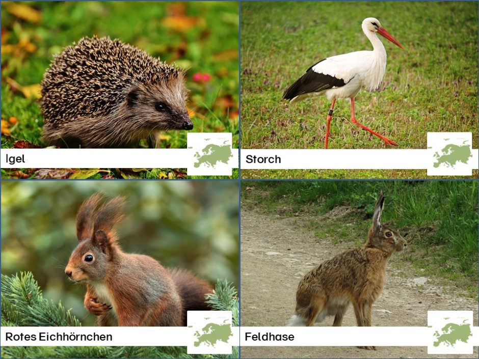 Tiere nach Kontinenten - Tiere in Europa