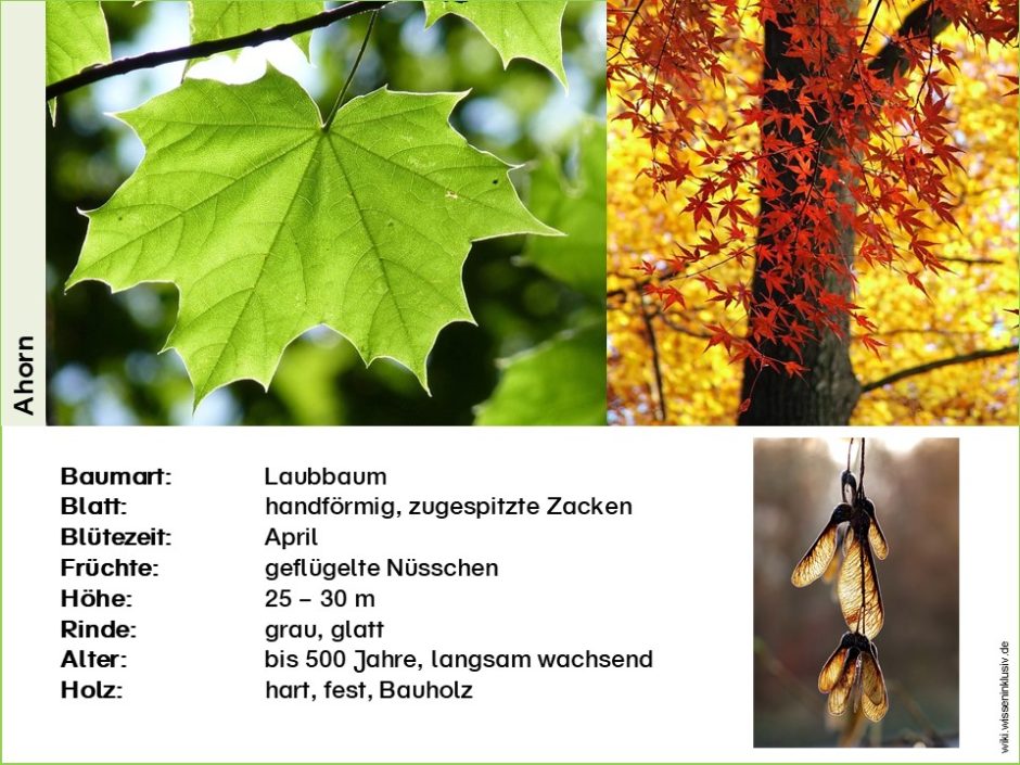 Ahorn-Steckbrief Kurzversion mit Baumart, Blatt, Blütezeit, Früchte, Höhe, Rinde, Alter, Holz