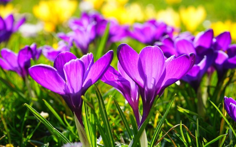 Wiese Crocus lila