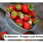 Erdbeeren - Wissenswertes