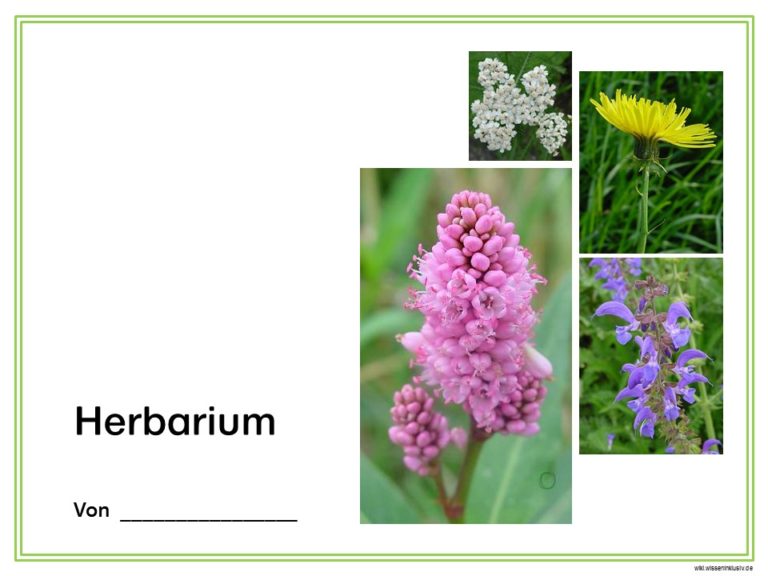 Herbarium – Deckblatt Vorschläge