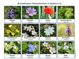 Pflanzenfamilien Blütenpflanzen zum Ausdrucken