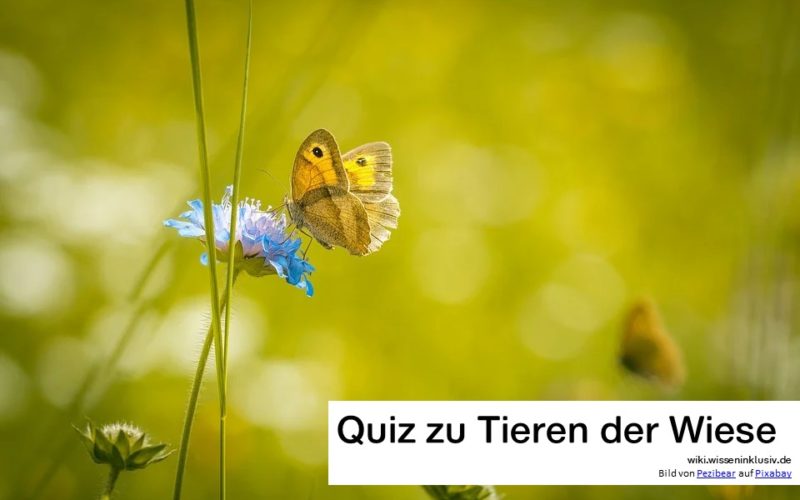 Quiz Tiere der Wiese