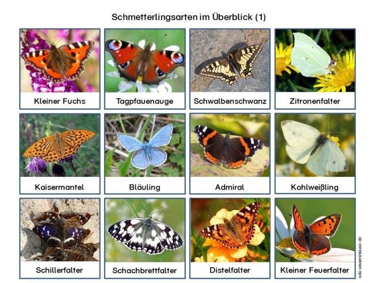 Schmetterlingsarten – Kartei